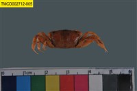 藏品(萬歲大眼蟹)的圖片